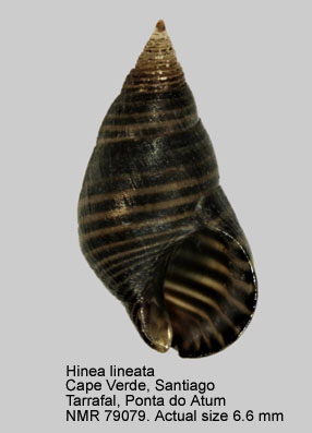 Hinea lineata (2).jpg - Hinea lineata(Costa,1778)
